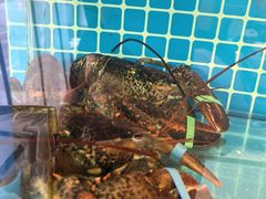 -鲜鲜·鲅鱼圈海鲜(于洪店)