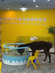 点击看大图 -神奇动物撸宠馆·羊驼·小浣熊·异宠(豫园店)