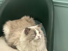 -安格丽娜·狗咖·猫咖羊驼咖(春熙路百盛商场店)