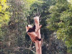 -都江堰中华大熊猫苑