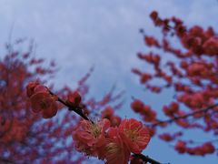 -杭州植物园