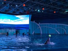 -海合安青岛极地海洋公园