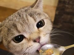 -猫色咖啡·猫咖