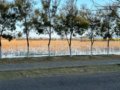 -漩门湾国家湿地公园