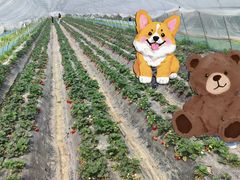 -小鱼草莓采摘园农家乐·小鱼餐厅