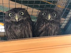 -石家庄市动物园