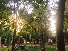 -瑞丽独树成林风景区