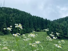 -武陵山森林公园
