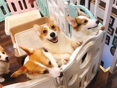 -柯斗斗主题餐厅·狗咖·围炉煮茶·茶饮(国瑞升平里店)