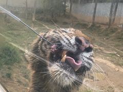 -贵州森林野生动物园