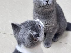 -瑞派名望24h动物医院异宠专科·猫专科·骨科·重症监护分院