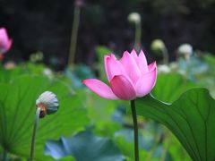-莲湖公园