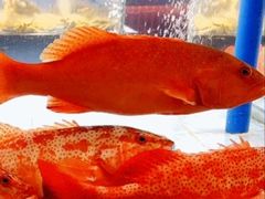 -王庄阿咪海鲜大排档·专注本港海鲜·二十年地道福州味(象园店)