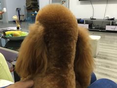 -翊宠yipet猫狗购宠庄园犬舍•猫舍