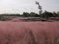 -上海滨江森林公园