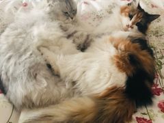 -联萌宠物医院(猫病专科)