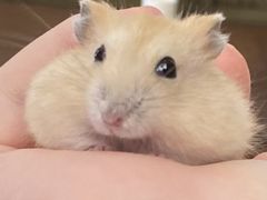 -龙猫仔乐园(惠福东路店)