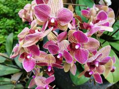 -石家庄市植物园