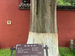 -武侯墓风景区