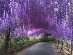 -大塘金香草谷