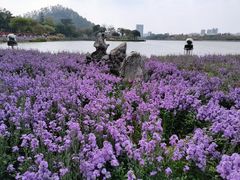 -顺峰山公园