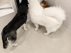 -共舞时光猫咖·狗咖(新街口店)