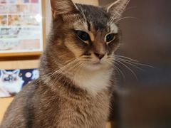 -MOCHA明星猫咖(田子坊店)