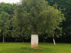 -东莞植物园