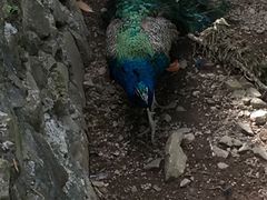 -藏龙百瀑风景区