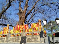 -大槐树寻根祭祖园