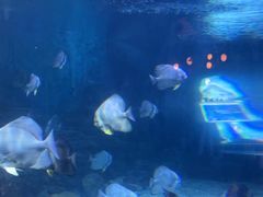 -烟台海昌鲸鲨海洋公园