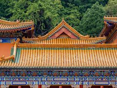 -天目山大树王景区