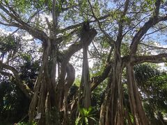 -瑞丽独树成林风景区