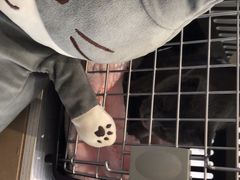 -纳吉亚猫专科动物医院·北北分院