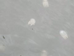 -汕尾风车岛