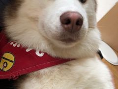 -Husky Go! 哈士奇体验馆·宠物咖啡厅狗咖