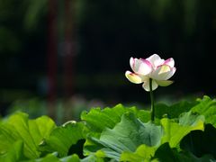 -陈家山荷花公园