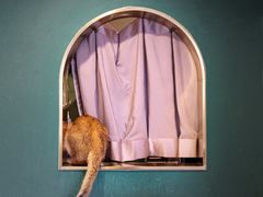 -飞行喵MR PILOT|猫舍·猫咖(静安大融城店)