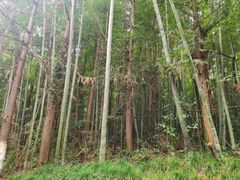 -杭州半山国家森林公园