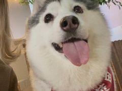 -Husky Go! 哈士奇体验馆·宠物咖啡厅狗咖