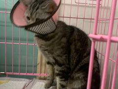 -瑞派旺宝宠物医院·犬猫全科综合·尿道专科(莲兴院)