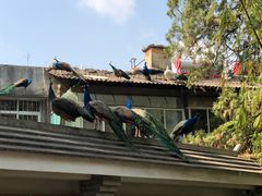 -昆明动物园