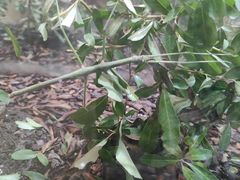 -上海昆虫博物馆