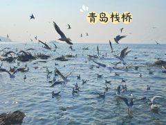 -栈桥景区