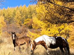 -塞罕坝国家级自然保护区