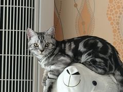 -天使宠物医院·犬猫分诊(彩虹店)