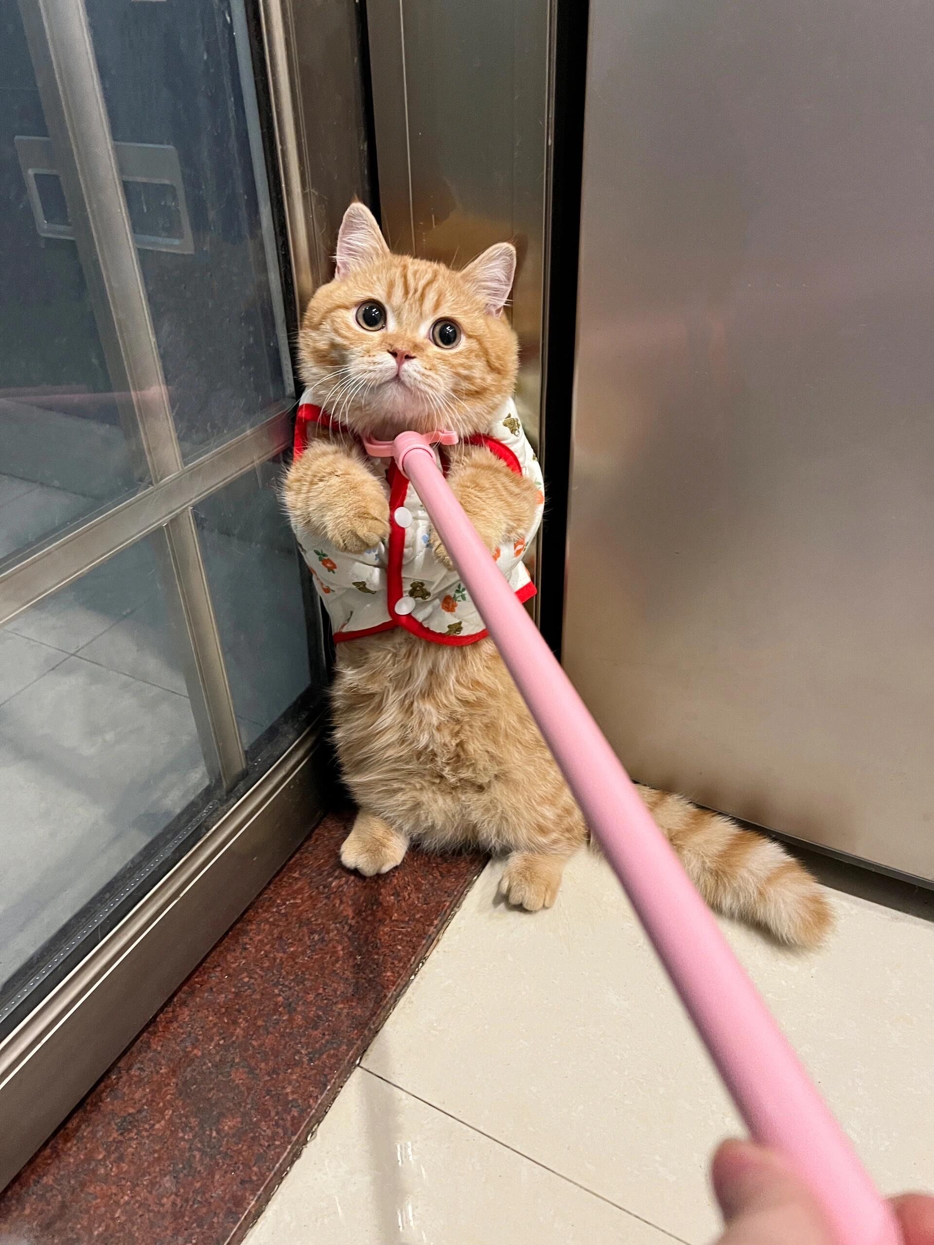再咬母猫屁股
拔母猫屁股毛我就把你叉出去了!