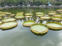 -石家庄市植物园