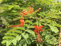 -海南热带野生动植物园