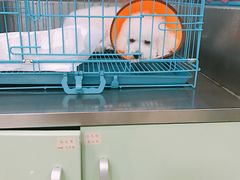 -菲丽丝宠物医院·24小时·猫科中心·免疫点(淮海分院)